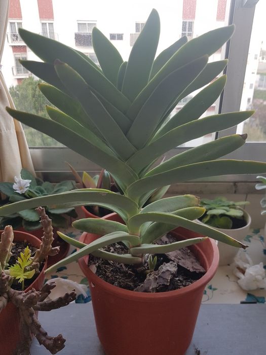 Plantas várias em vaso