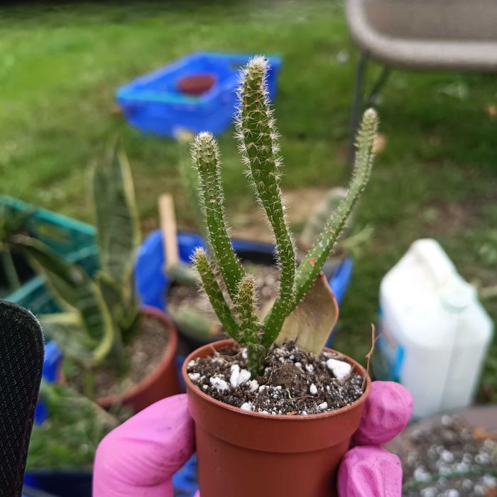 rhipsalis, patyczak sadzonka nr 1