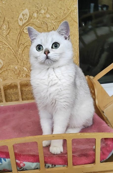 Шикарный мальчик серебристый шиншилла