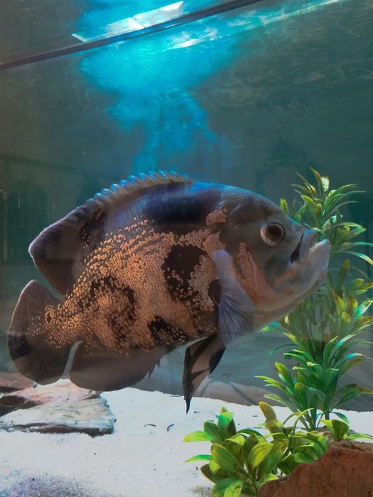 Oscar e Pleco Ofereço