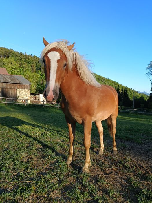 Ogierek haflinger