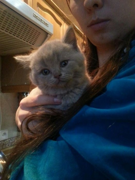 Шотландский прямоухий кот приглашает на вязку