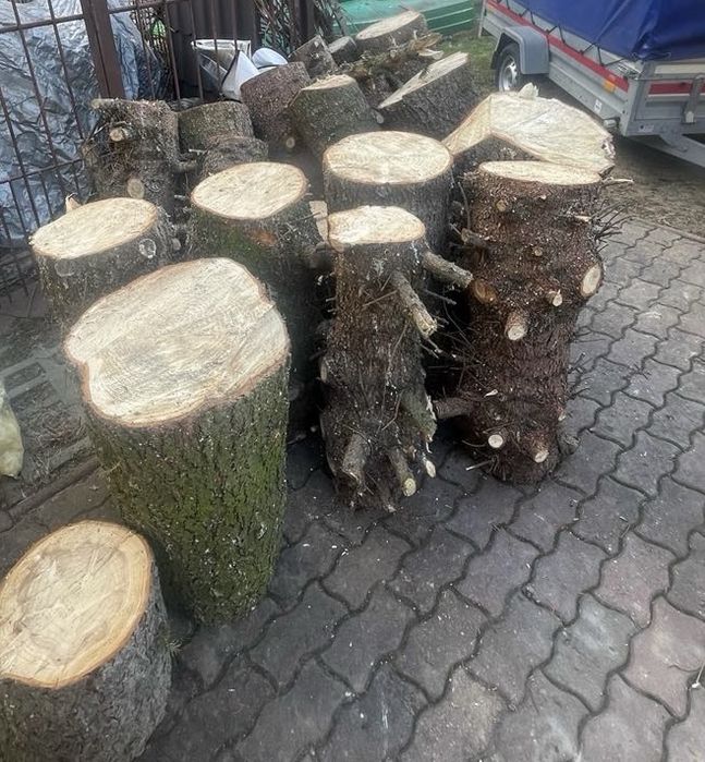 Pienie drzewa choinka sosna