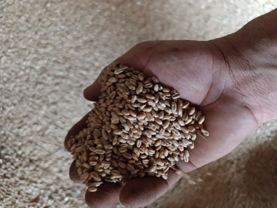Продам фуражну пшеницю