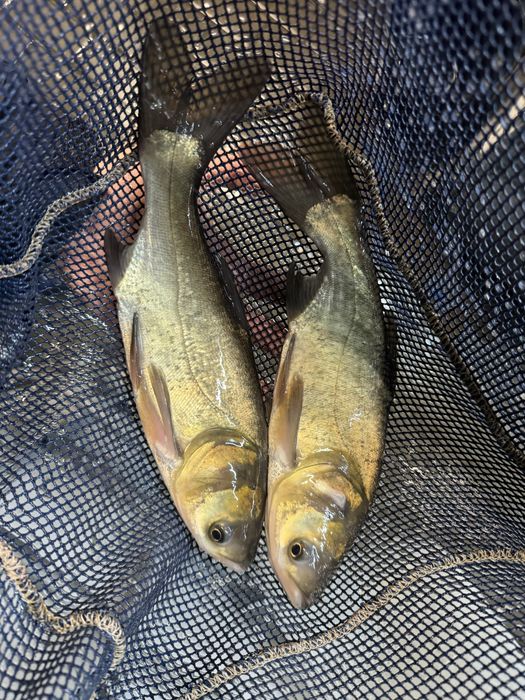 Tołpyga narybek tołpygi ryby do stawów