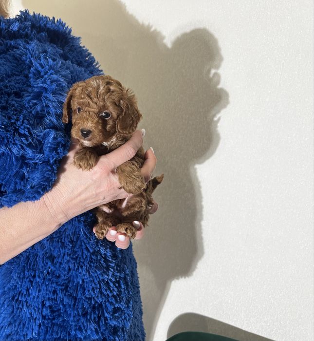 Малюк той пудель КСУ бебі фейс