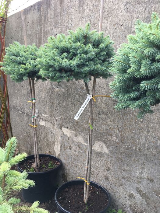 Świerk srebrny na pniu ( picea pungens glauca globosa )