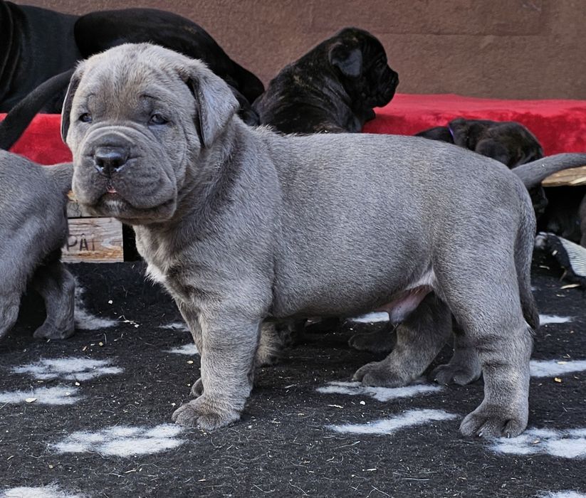 Szczeniaki Cane Corso Italiano