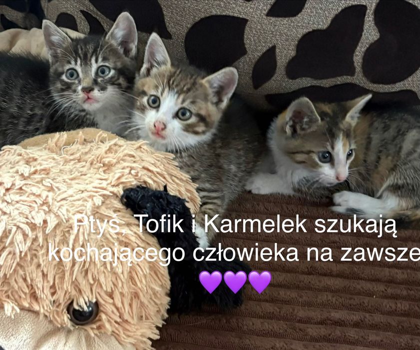 Kotki szukają domu zabezpieczonego