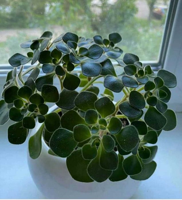 Аихризон дерево любви