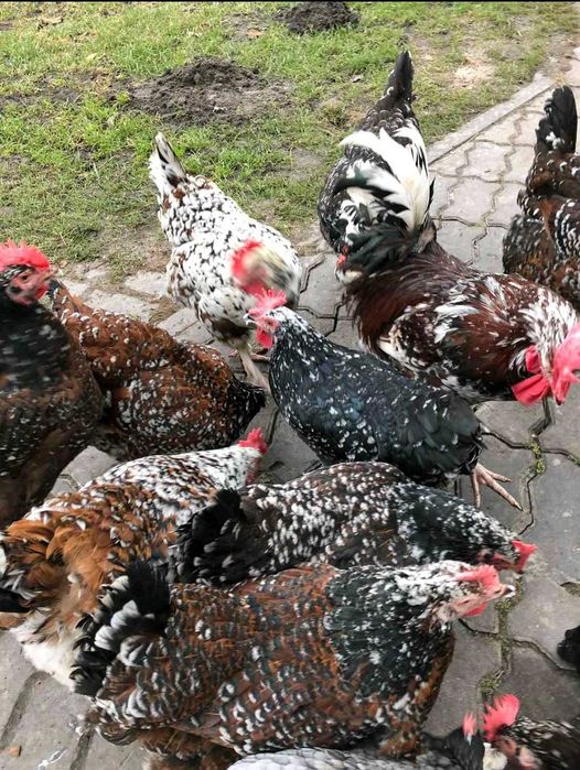 Інкубаційні яйця