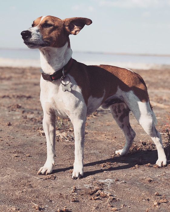 Джек рассел Парсон рассел для вязки