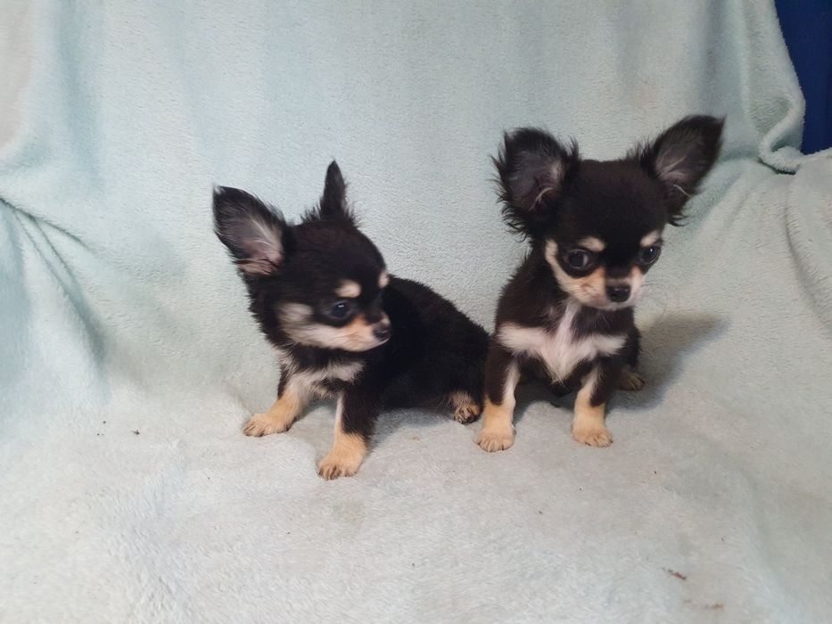 Пальчишки черноподпалые