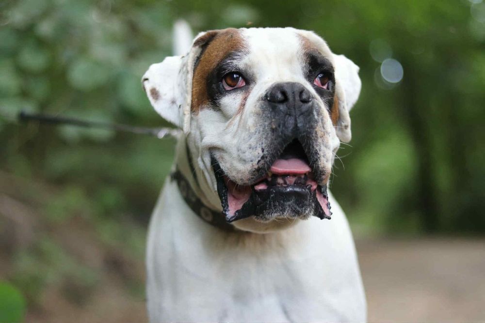 Przyjazny  pies w typie boksera szuka domu / do adopcji