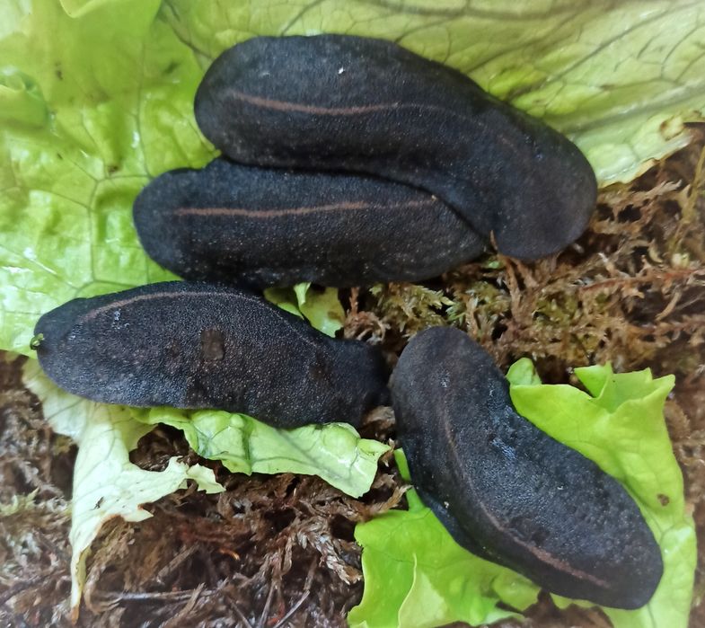 Мадагаскарские слизни. Улитки.