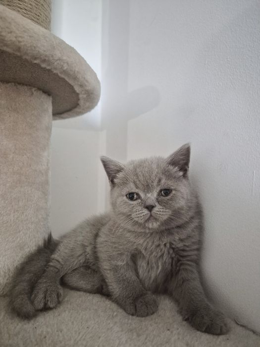 Kocurek liliowy brytyjski