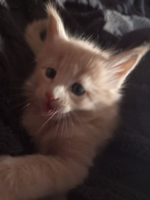 Шикарные пацаны мейнкуны