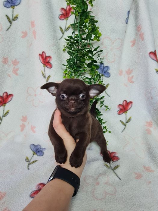 Excelente menina mini chihuahua/chiuaua linhagem Russa.Qualidd