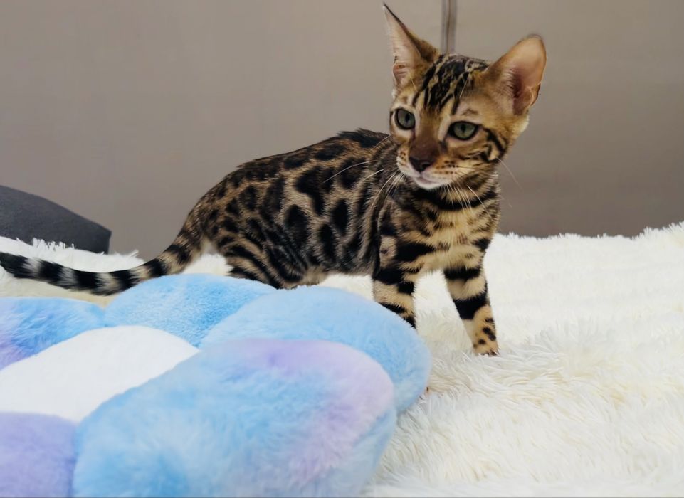 Przepięknej urody kocurek bengalski