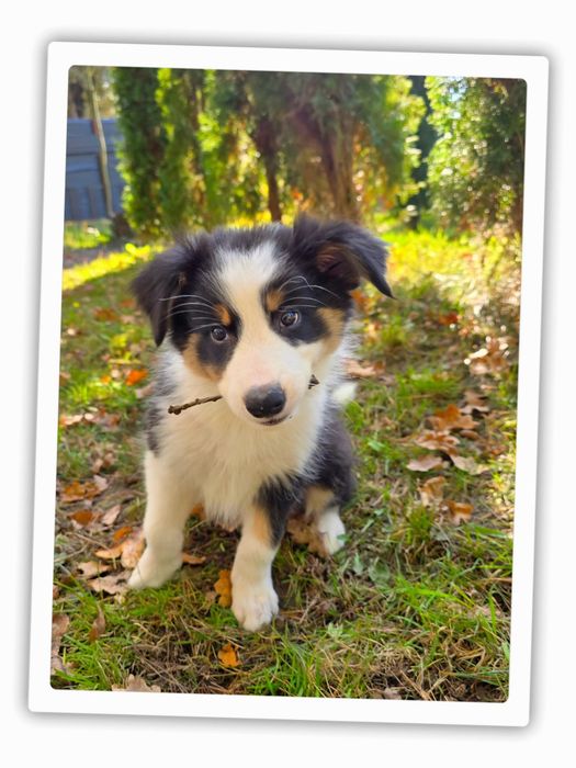 Border Collie tricolor – piesek z hodowli ZKwP/FCI