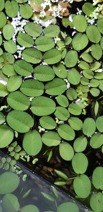 Salwinia , rzęsa wodna rośliny pływające