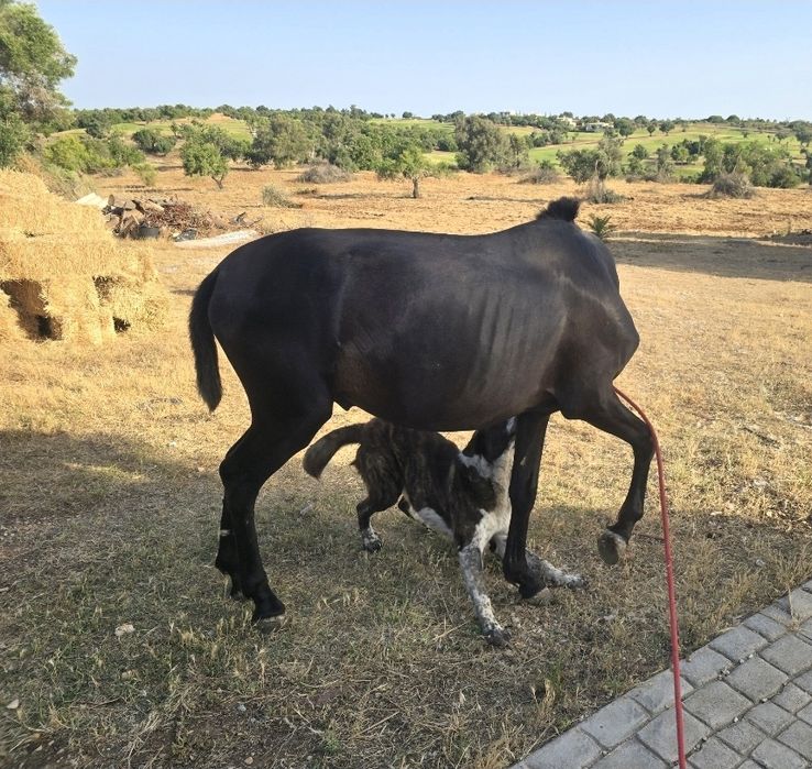 Poltro com 19 meses
