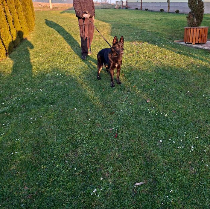 Owczarkek niemiecki użytkowy FCI