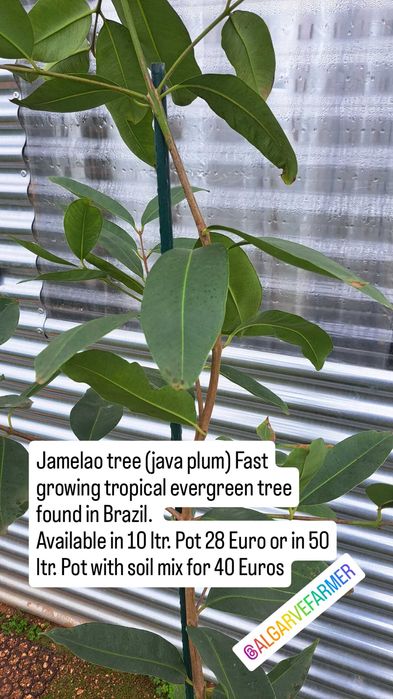 Tropical fruit trees / arvores tropicais