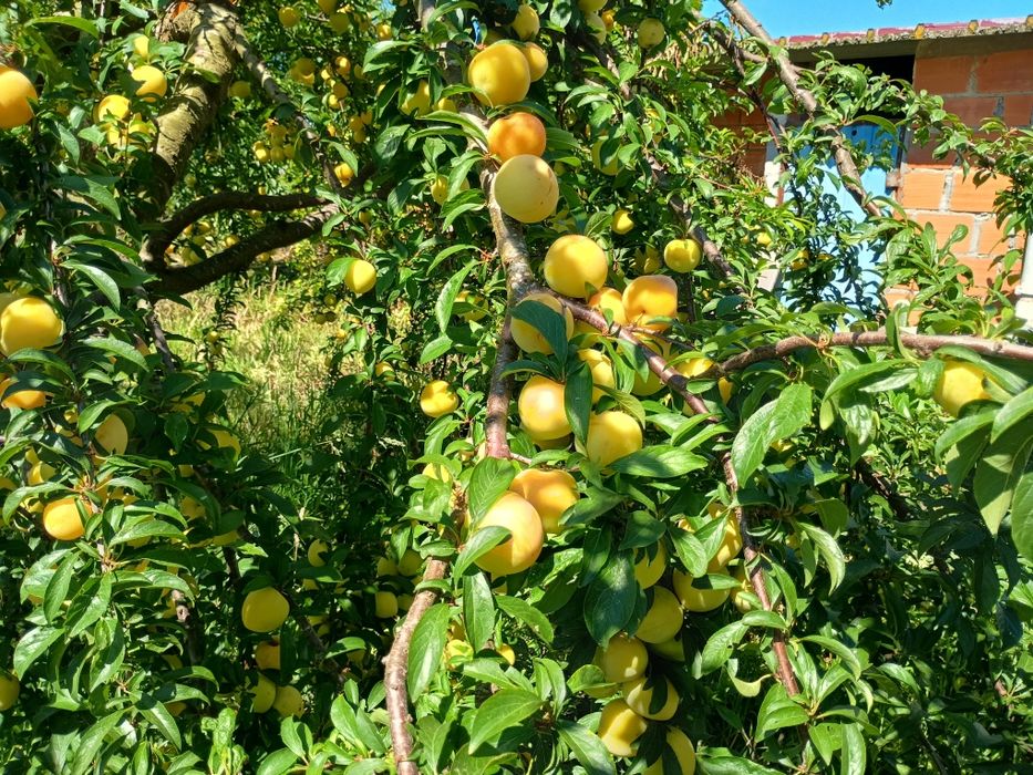 Ameixas amarelas