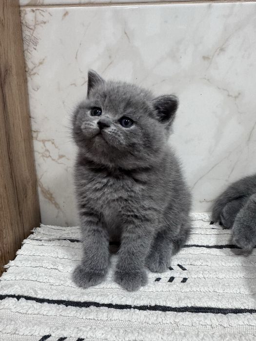 Шотладське кошеня