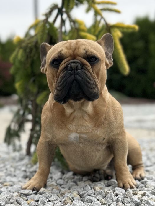 Chłopczyk buldog francuski tata FCI