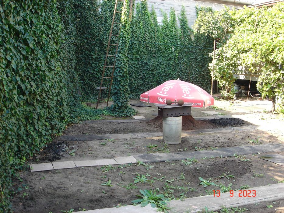 Плющ вечнозелёный. Живая изгородь.