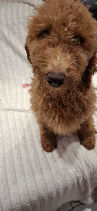 Goldendoodle f1b standard