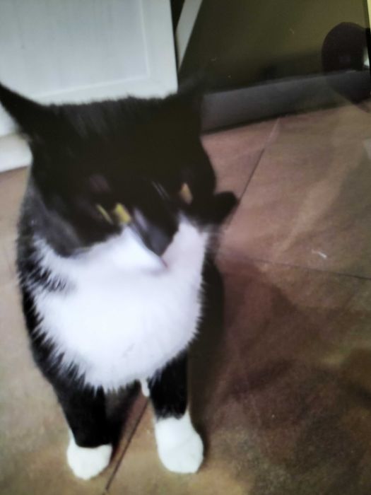 Zaginął czarno biały kocur