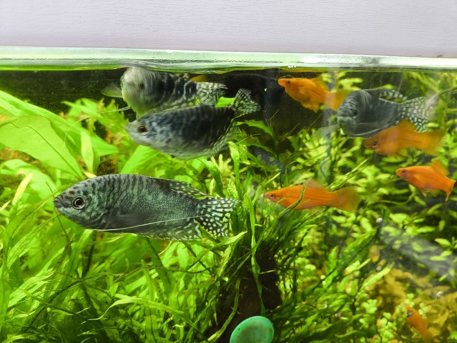 Аквариумные рыбки.