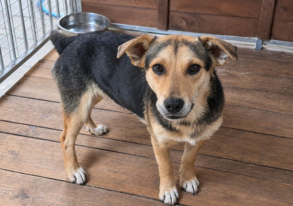 KLUSIO,2 lata adopcja za darmo