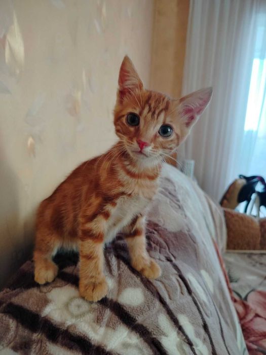 Отдам котят в хорошие руки