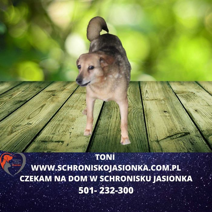 Toni do adopcji – Schronisko Jasionka