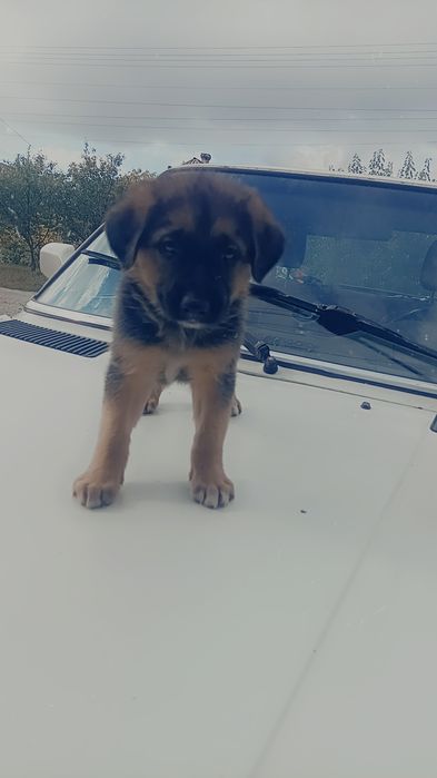 Продам щенков немецкой овчарки