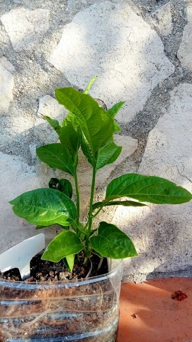 Pés de maracujá amarelo