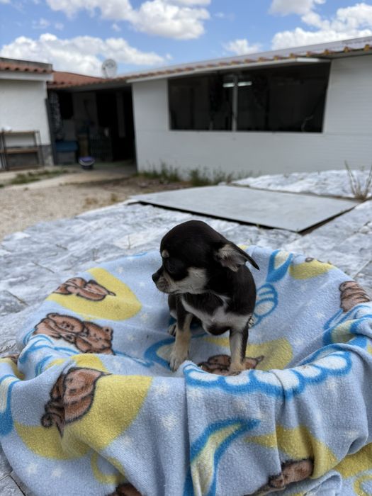Chihuahua Excelente linhagem