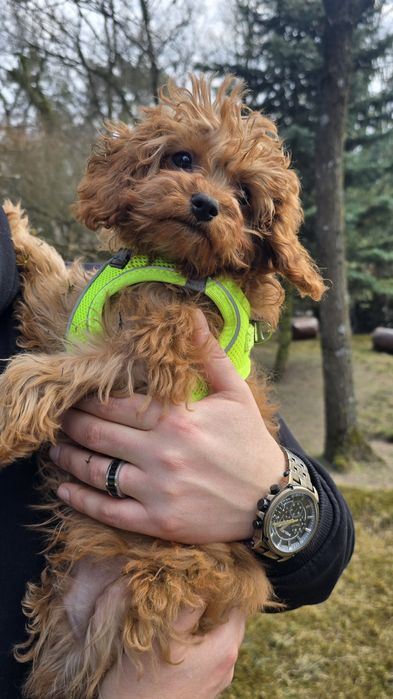 Cavapoo F1b piesek