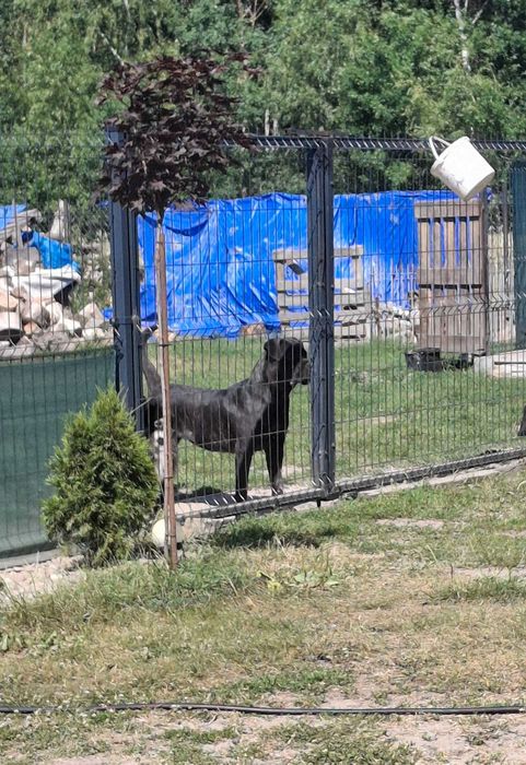 Cane Corso Szczeniaki