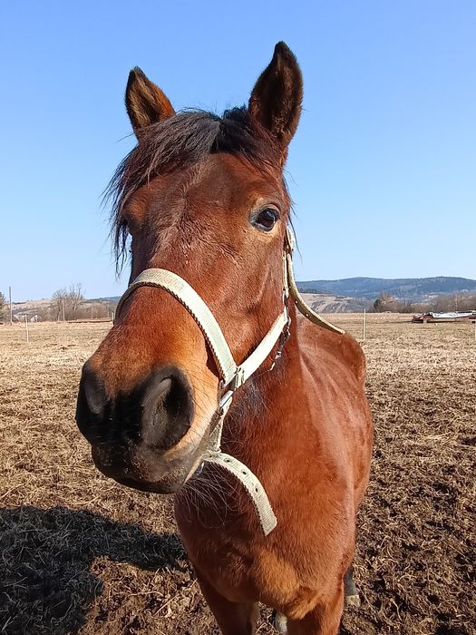 Klacz huculska 4 letnia