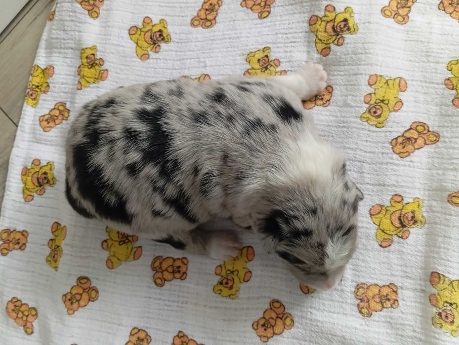 Border Collie z rodowodem