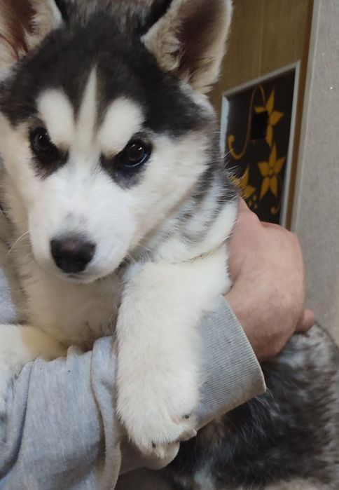 Хаскі чістокровна дівчинка з паспортом