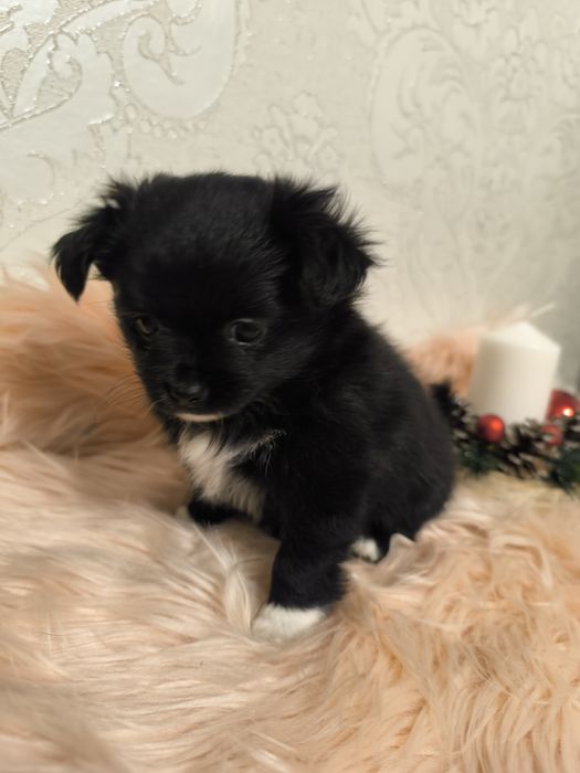 Chihuahua długowłosa suczka