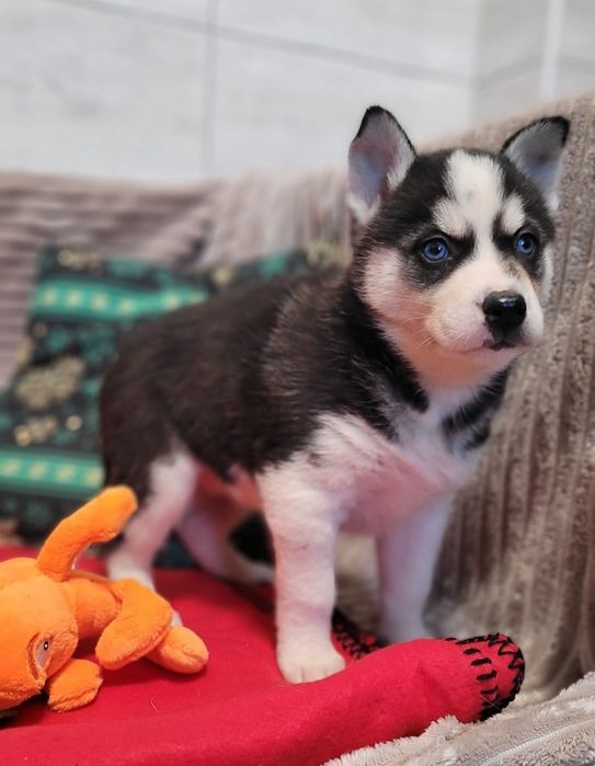 Siberian Husky piesk