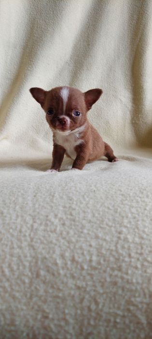 Miniaturowa suczka chihuahua