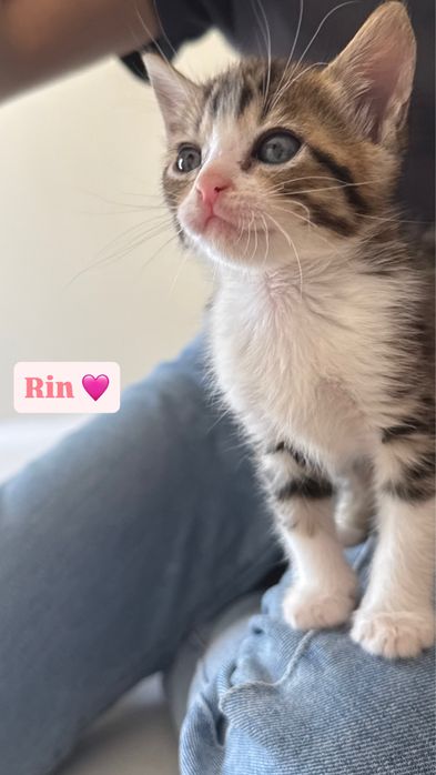 6 gatinhos à procura de um lar